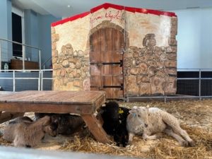 Ferme pédagogique, enfants, polyhandicap, handicap, paris 15, centre lecourbe, fondation saint jean de dieu